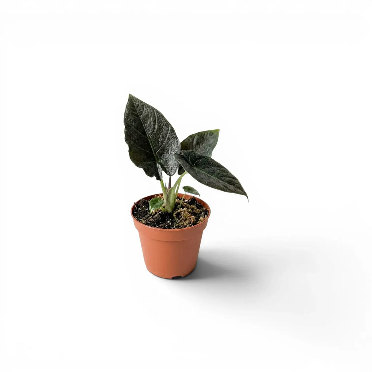 Kleine Jungpflanze von Alocasia Antoto Velvet im Topf mit dunkelgrünen Blättern vor weißem Hintergrund