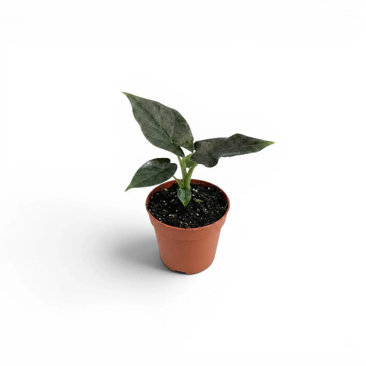Kleine Jungpflanze von Alocasia Antoto Velvet im Topf mit dunkelgrünen Blättern vor weißem Hintergrund