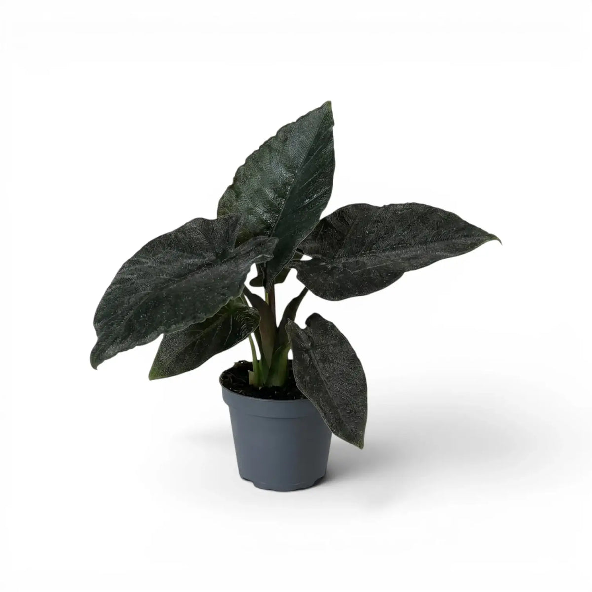 Alocasia Antoto Velvet im Topf mit dunkelgrünen Blättern vor weißem Hintergrund