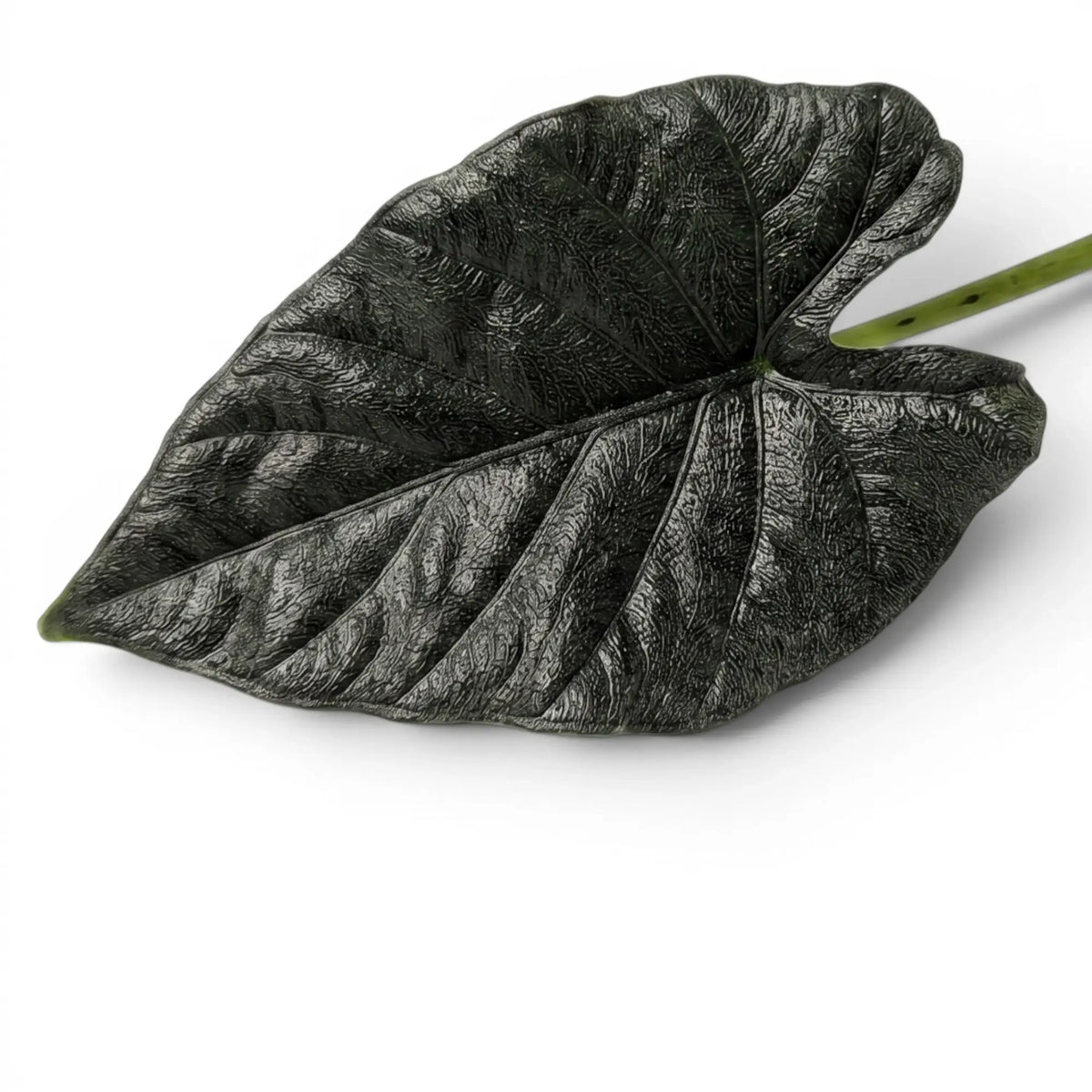 Nahaufnahme eines Blatts von Alocasia Antoto Velvet mit fast schwarzer Färbung und fein behaarter Oberfläche vor weißem Hintergrund