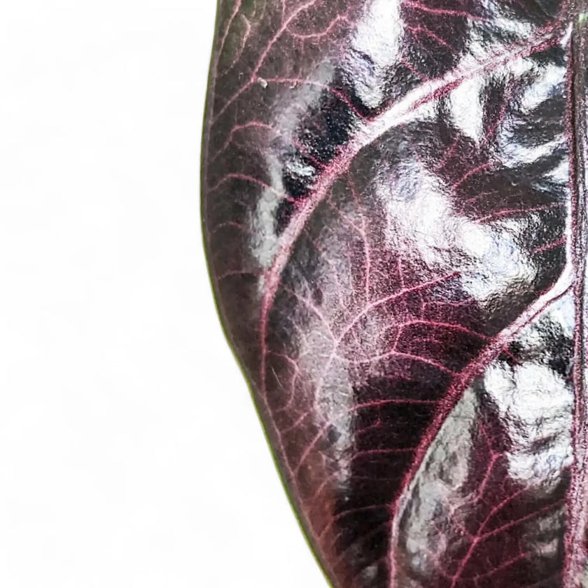 Alocasia azlanii leaf close-up on white background.
