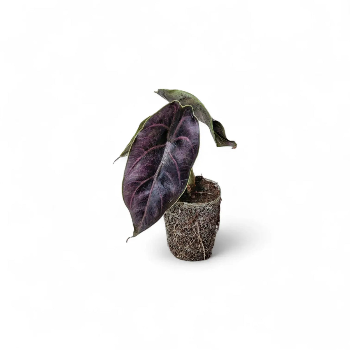 Alocasia azlanii potted plant in nursery pot on white background.