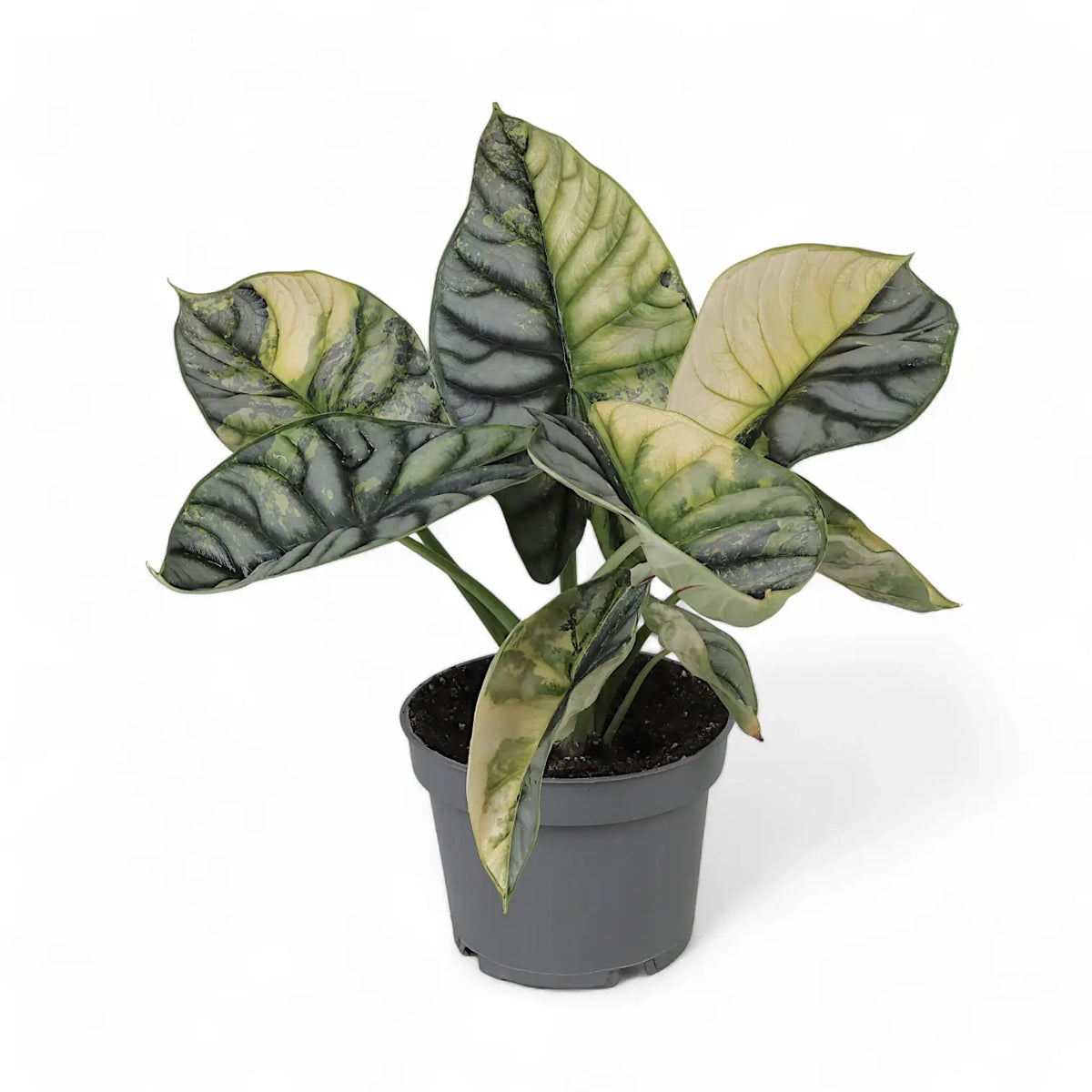 Alocasia baginda 'Silver dragon' variegata aurea potted plant in nursery pot on white background.