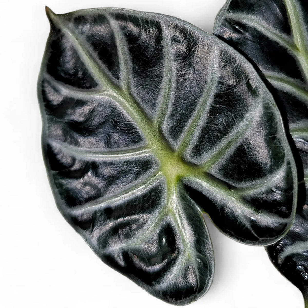 Alocasia ‘Balloon Heart’ potted plant in nursery pot on white background.