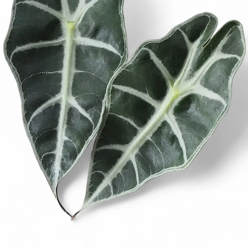 Nahaufnahme eines Blatts von Alocasia 'Bambino Arrow' vor weißem Hintergrund.
