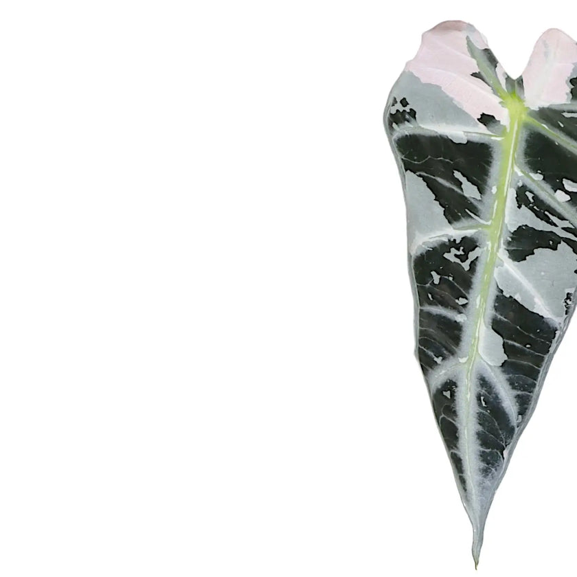 Nahaufnahme eines Blatts von Alocasia 'Bambino Arrow' Pink Variegata vor weißem Hintergrund.