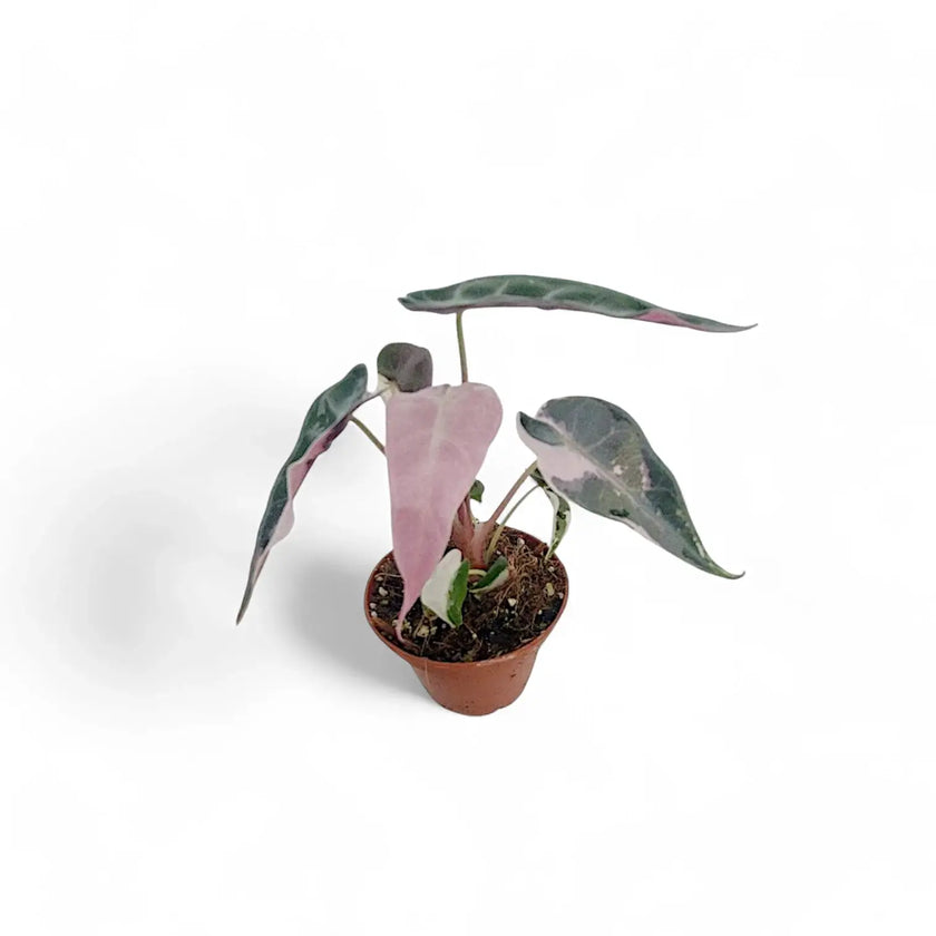 Alocasia 'Bambino Arrow' Pink Variegata – Zimmerpflanze im Kulturtopf auf weißem Hintergrund, Produktfoto 2.