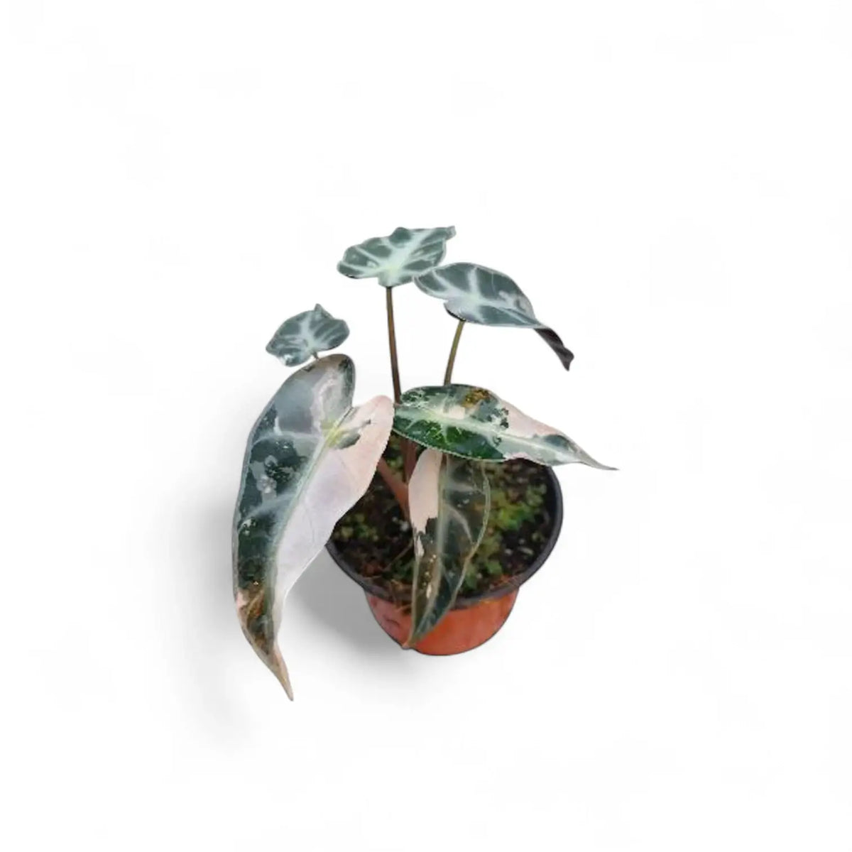 Alocasia 'Bambino Arrow' Pink Variegata potted plant in nursery pot on white background.