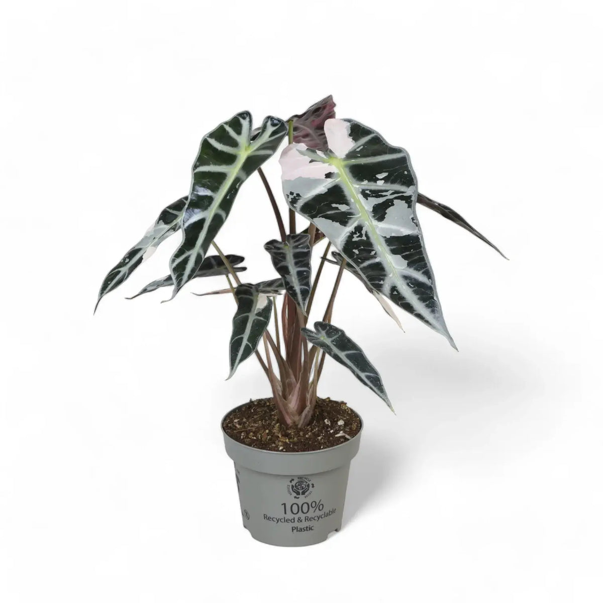 Alocasia 'Bambino Arrow' Pink Variegata potted plant in nursery pot on white background.