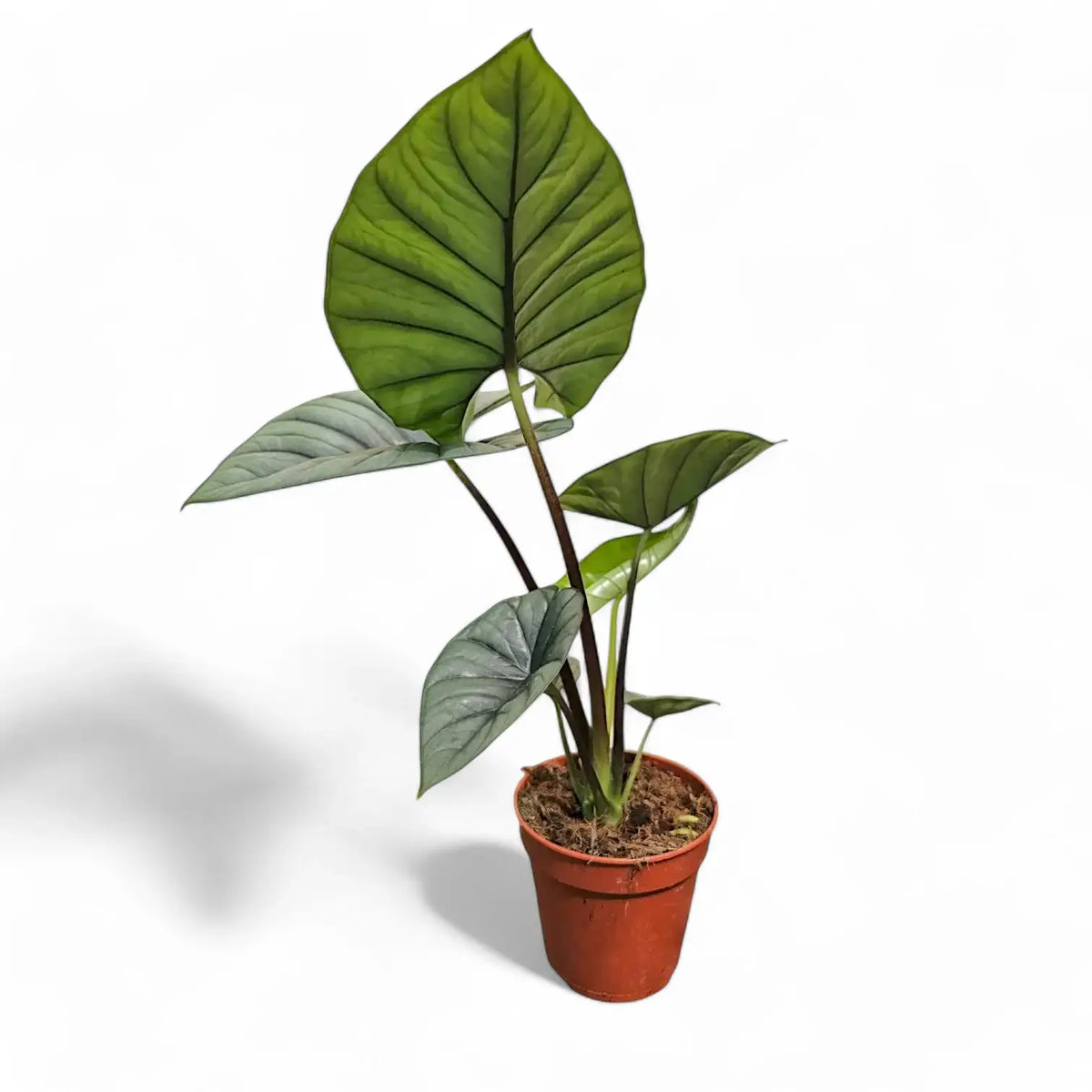 Alocasia 'Bisma' potted plant in nursery pot on white background.