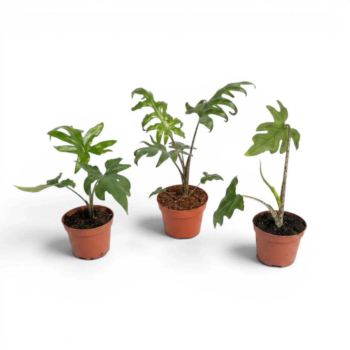 Small Alocasia brancifolia baby plant with green palmate leaves in a nursery pot on a white background
