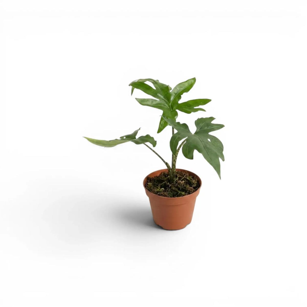 Small Alocasia brancifolia baby plant with green palmate leaves in a nursery pot on a white background