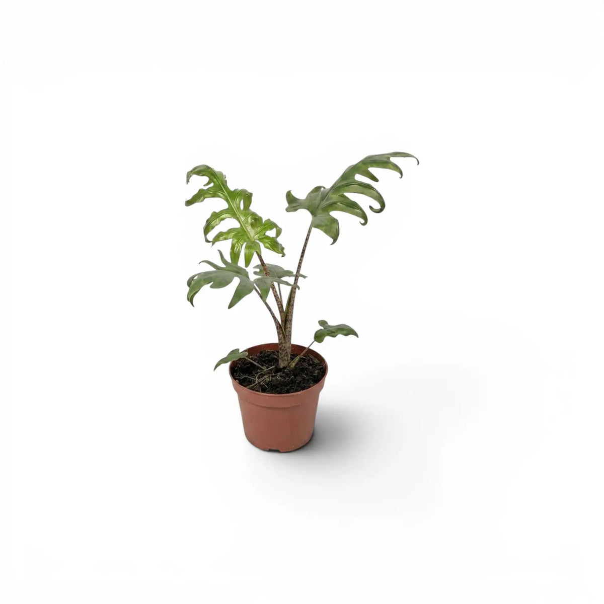 Small Alocasia brancifolia baby plant with green palmate leaves in a nursery pot on a white background