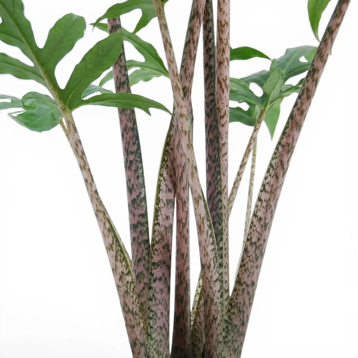 Close-up of Alocasia brancifolia pink stems and green palmate leaves on a white background