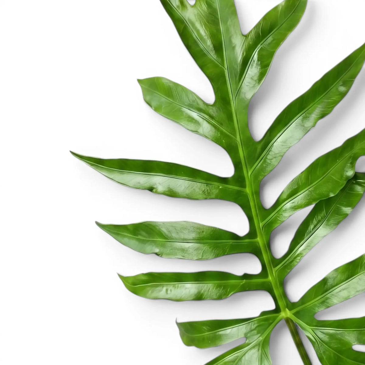 Close-up of Alocasia brancifolia green deeply lobed leaf on a white background