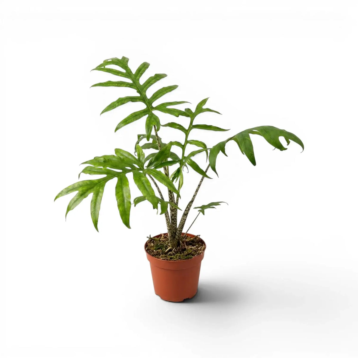 Alocasia brancifolia medium-sized plant with green palmate leaves in a nursery pot on a white background
