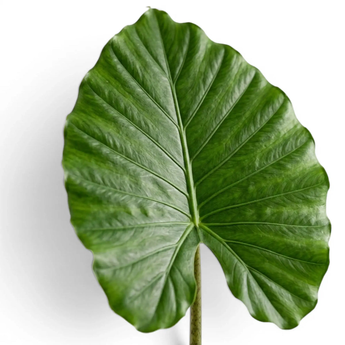 Close-up of large Alocasia California leaf on white background