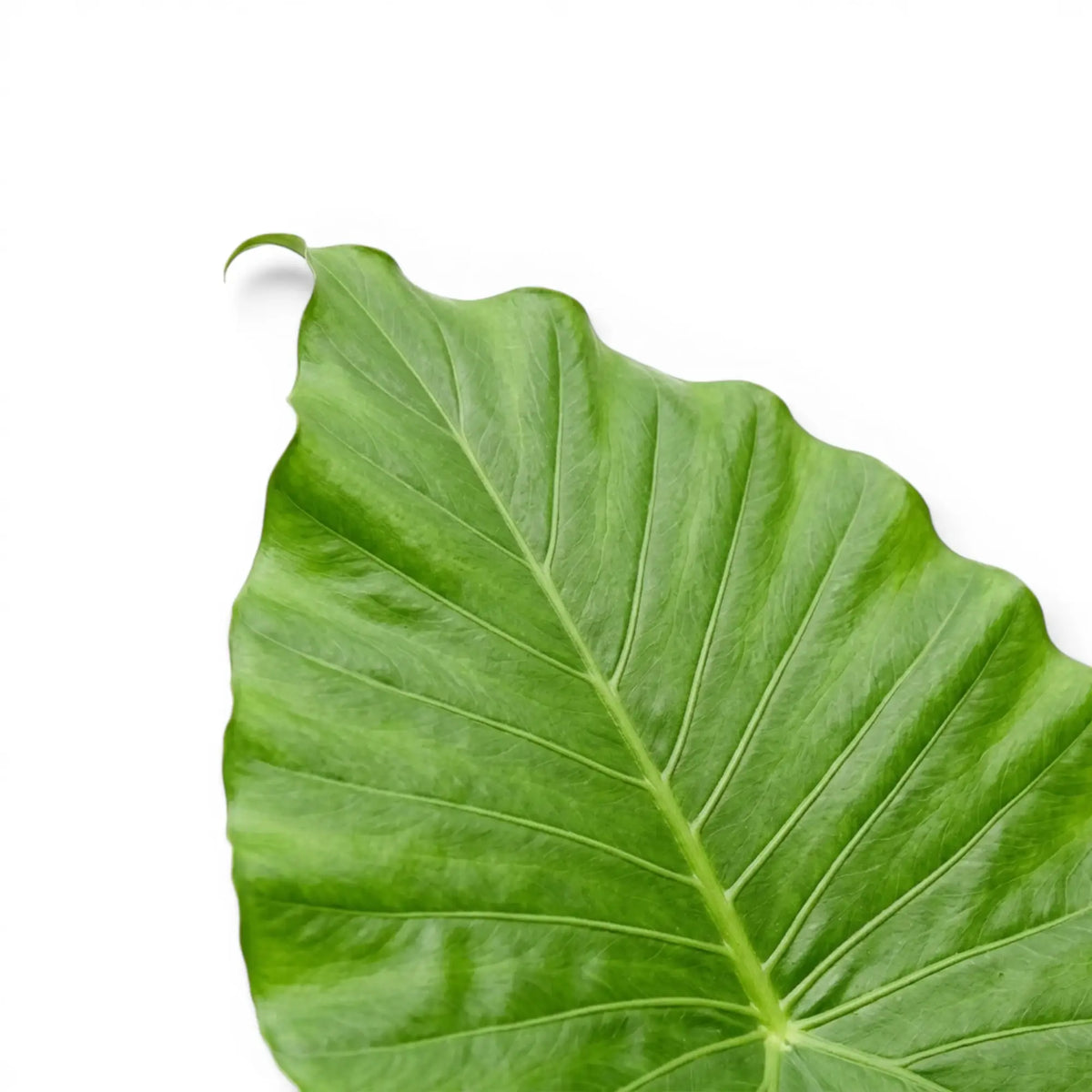 Close-up of large Alocasia California leaf on white background