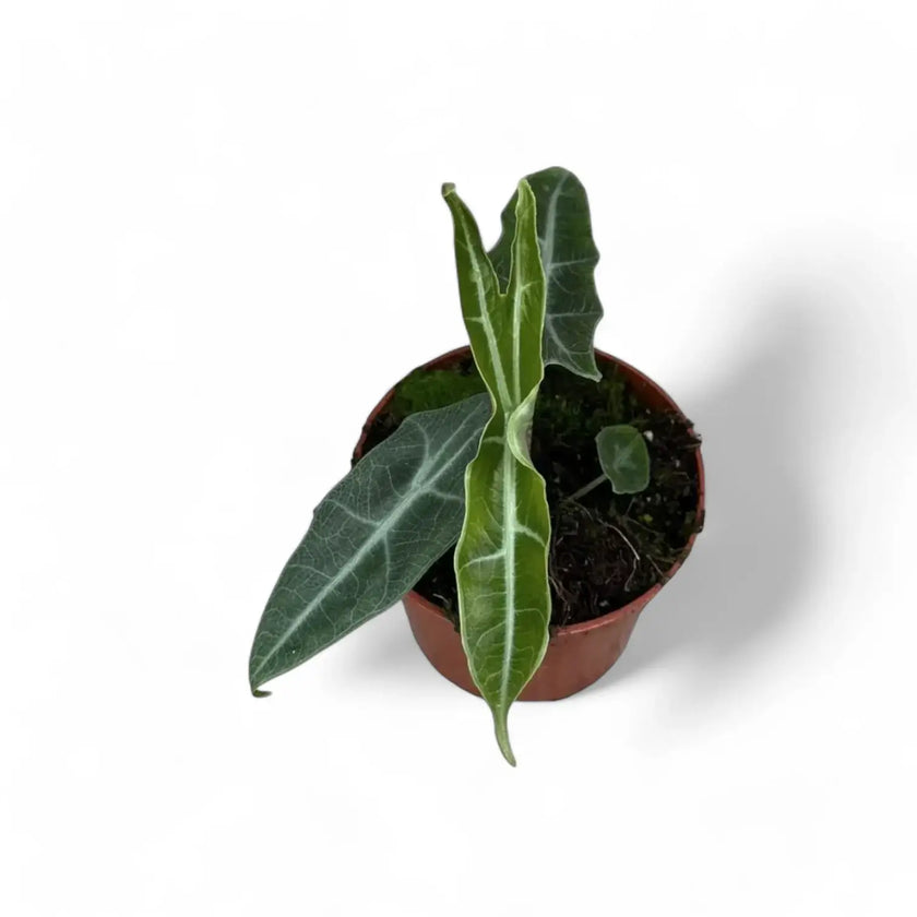 Alocasia cf. longiloba 'Narrow' potted plant in nursery pot on white background.