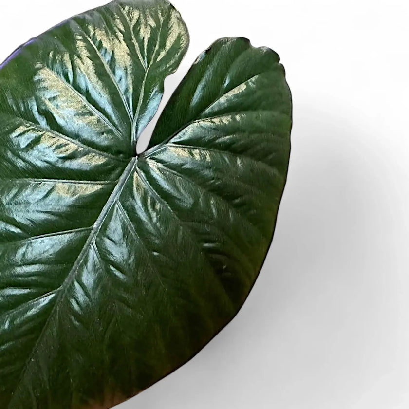 Alocasia 'Chocolate green' leaf close-up on white background.