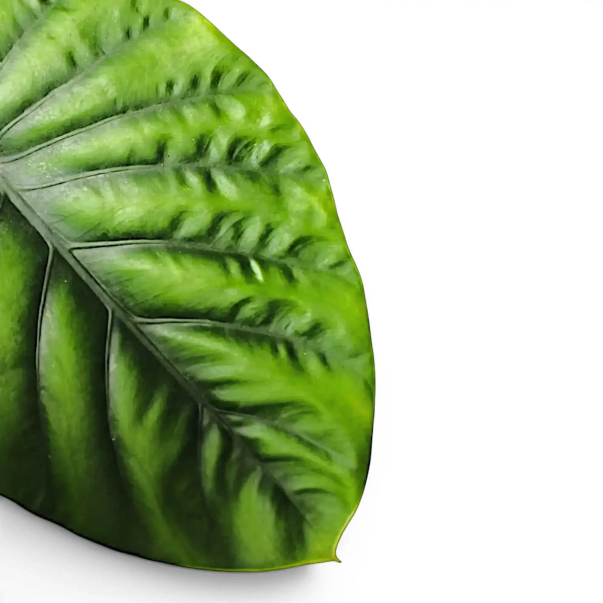 Close-up of green textured Alocasia Alocasia clypeolata Green Shield leaf on white background