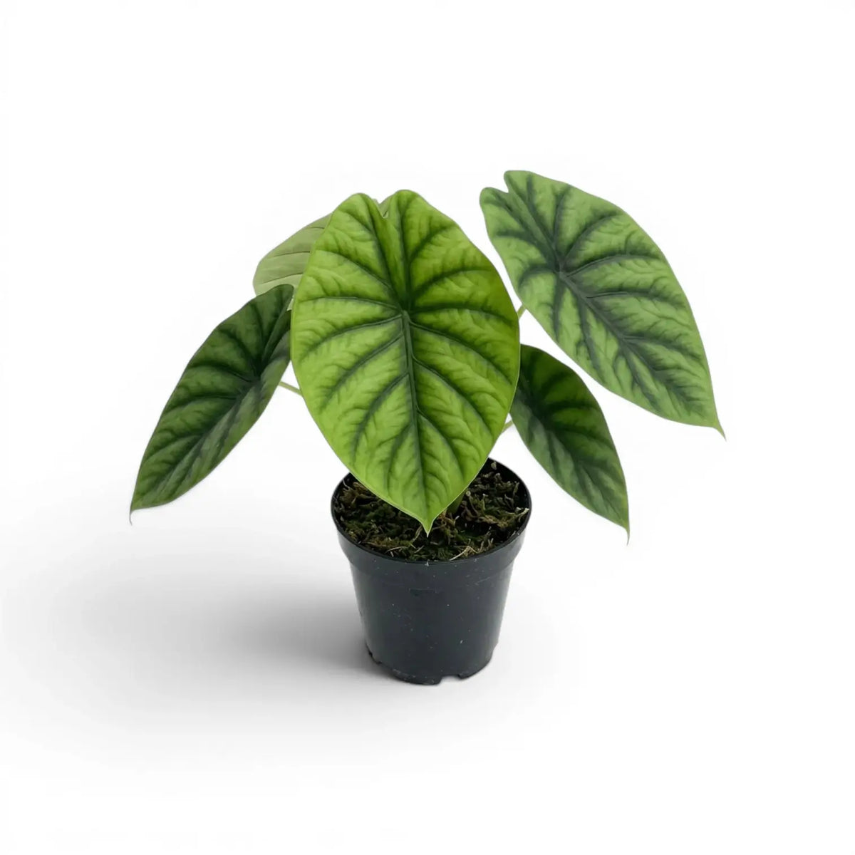 Alocasia clypeolata Green Shield medium-sized plant in a nursery pot on a white background