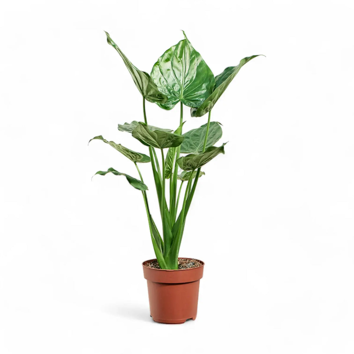 Alocasia cucullata potted plant in nursery pot on white background.