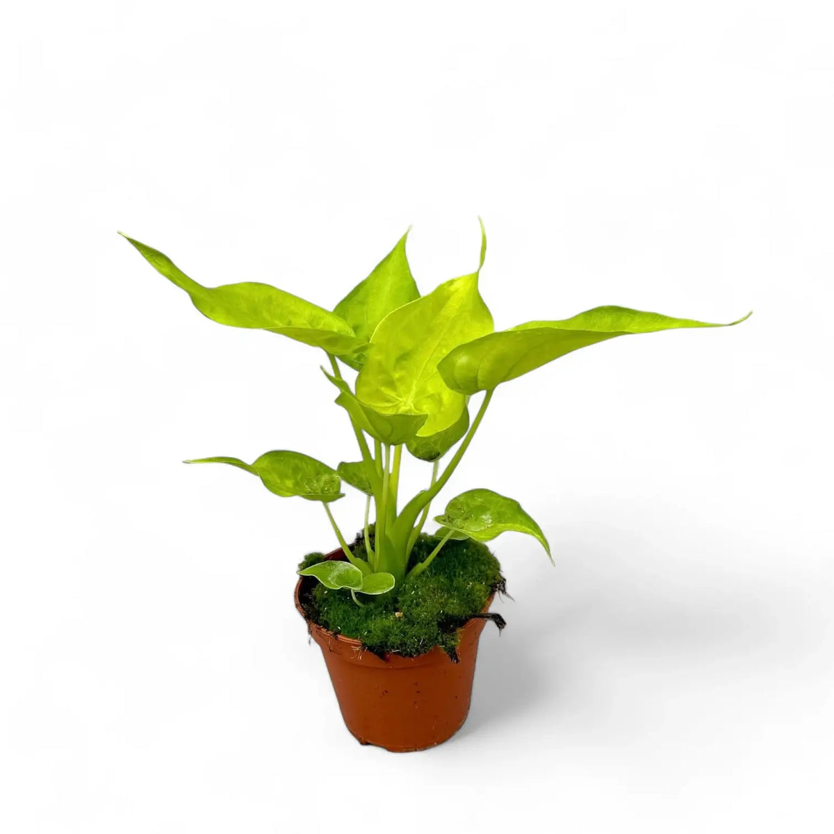 Alocasia cucullata 'Golden' potted plant in nursery pot on white background.
