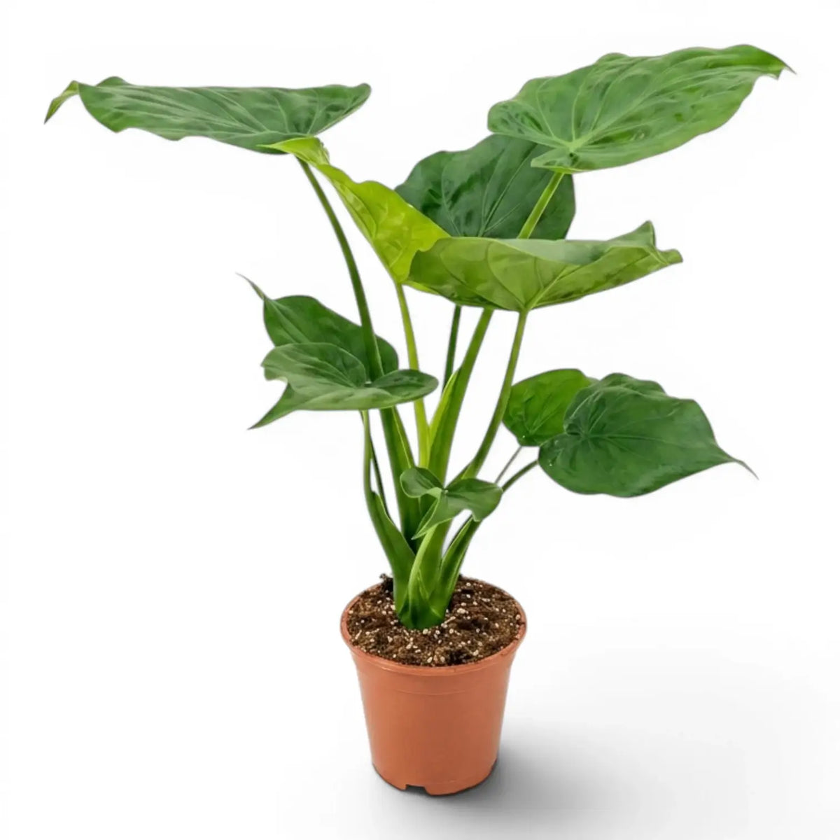 Alocasia cucullata plant in a nursery pot on white background