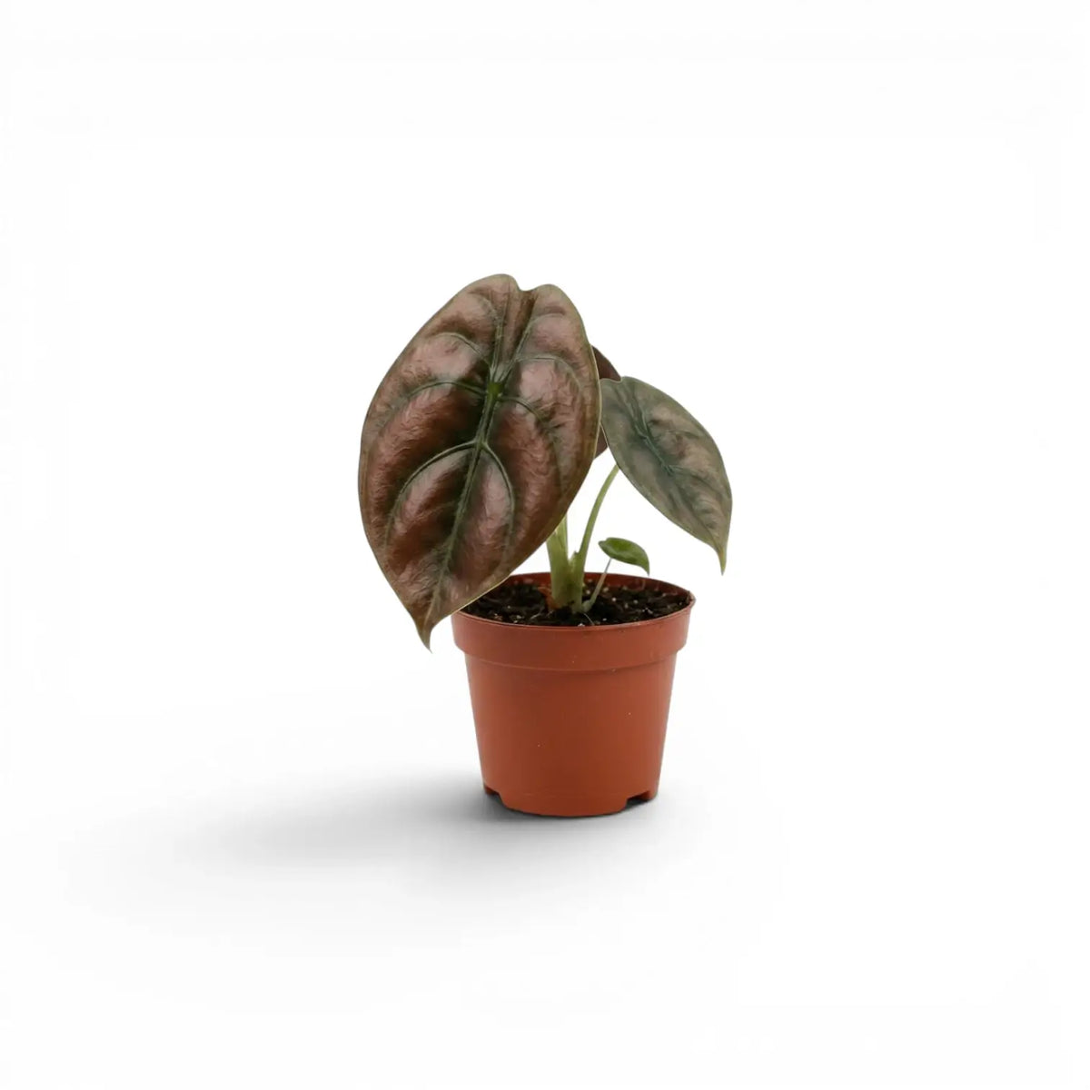 Jungpflanze von Alocasia cuprea 'Red Secret' im Topf mit kupferfarbenen Blättern und dunklen Adern vor weißem Hintergrund