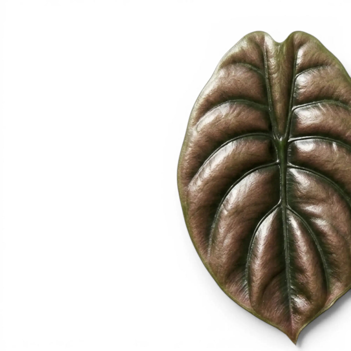 Nahaufnahme eines Blatts von Alocasia cuprea 'Red Secret' mit kupferfarbener Oberfläche und dunklen Adern vor weißem Hintergrund