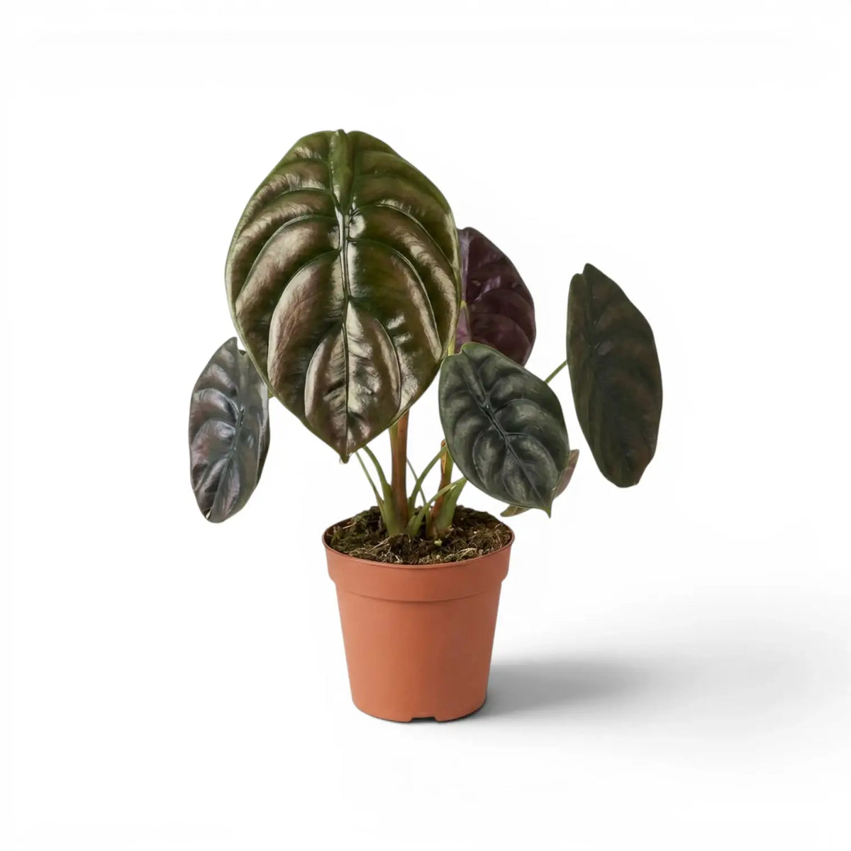 Alocasia cuprea 'Red Secret' im Topf mit großen grün- bis kupferfarbenen Blättern vor weißem Hintergrund