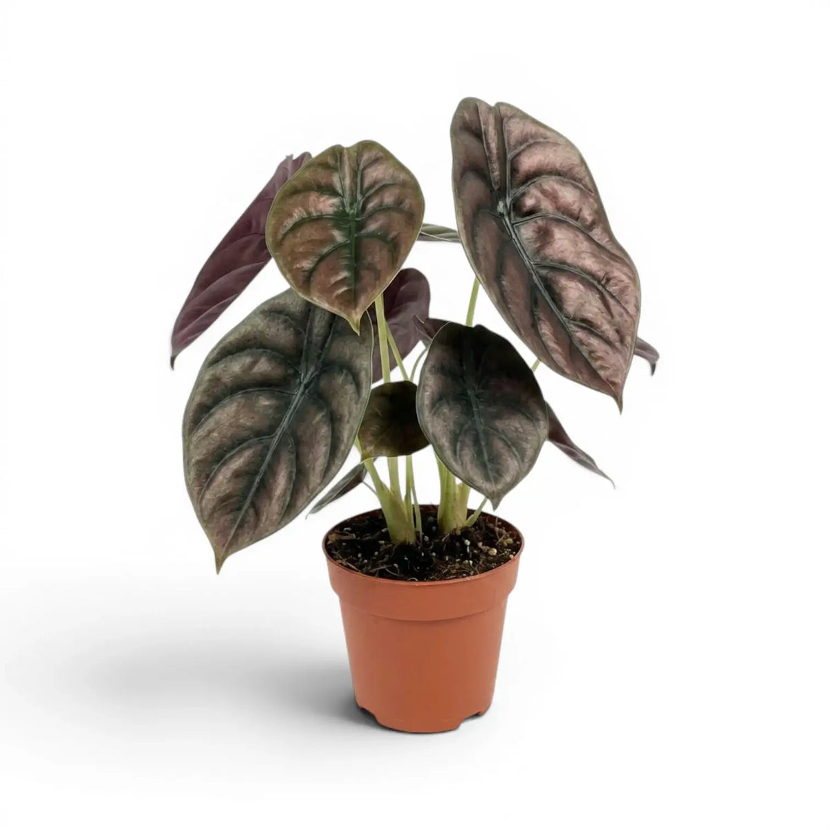 Alocasia cuprea 'Red Secret' im Topf mit großen grün- bis kupferfarbenen Blättern vor weißem Hintergrund
