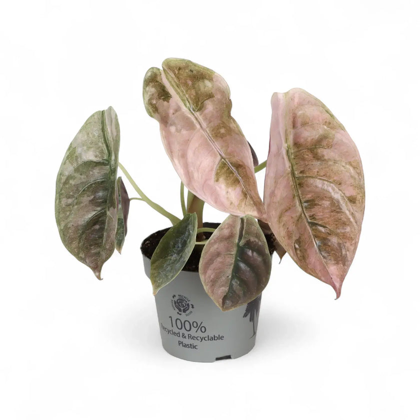 Alocasia cuprea 'Red secret' variegata potted plant in nursery pot on white background.