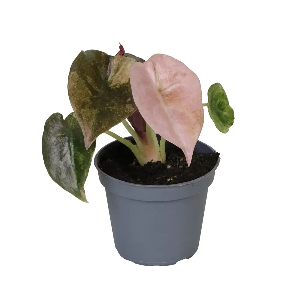 Alocasia cuprea 'Red secret' variegata – Topfpflanze im Kulturtopf vor weißem Hintergrund, Produktfoto 3.