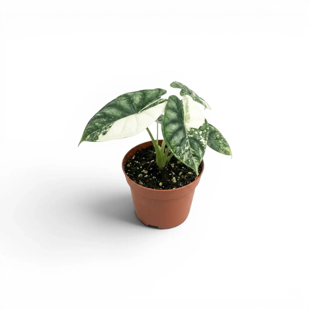 Alocasia Dragon Scale Albo Variegata baby plant in a nursery pot on a white background