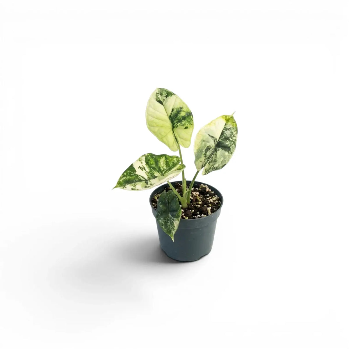Small Alocasia Dragon Scale Albo Variegata starter plant in a nursery pot on a white background