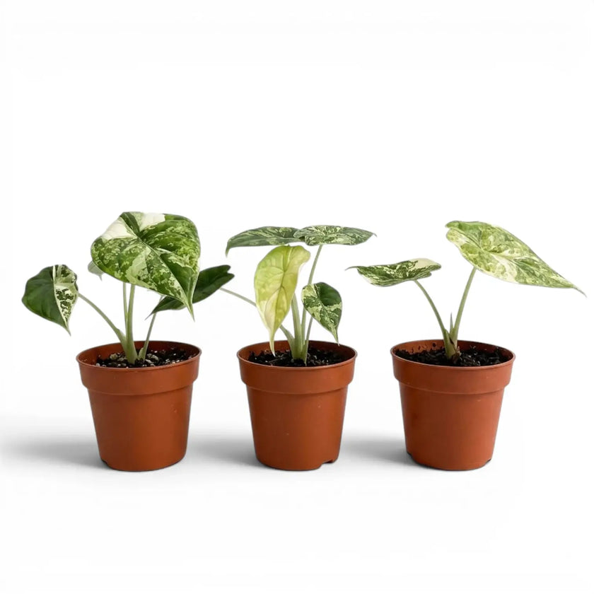 Three potted Alocasia Dragon Scale 'Mint' baby plants (starter plants) with patterened variegated mottled leaves on a white background