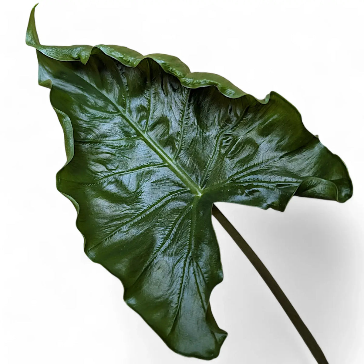 Alocasia 'Dragon Tail' – Blattdetail vor weißem Hintergrund..
