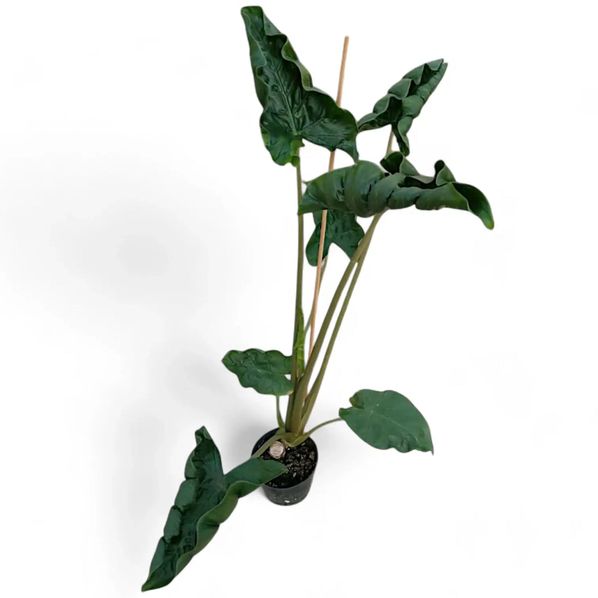 Alocasia 'Dragon Tail' Zimmerpflanze im Anzuchttopf vor weißem Hintergrund, Produktfoto 7.