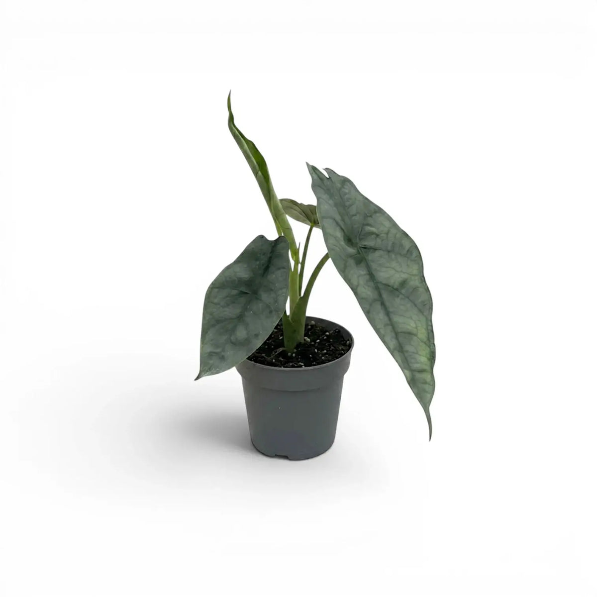 Jungpflanze von Alocasia Dragon's Breath im Topf mit silbrig-grünen Blättern vor weißem Hintergrund