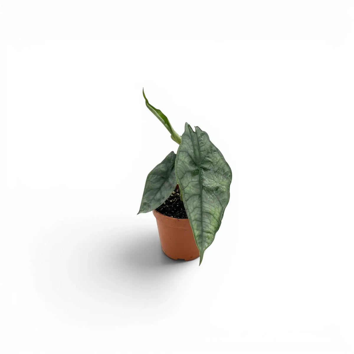 Jungpflanze von Alocasia Dragon's Breath im Topf mit silbrig-grünen Blättern vor weißem Hintergrund