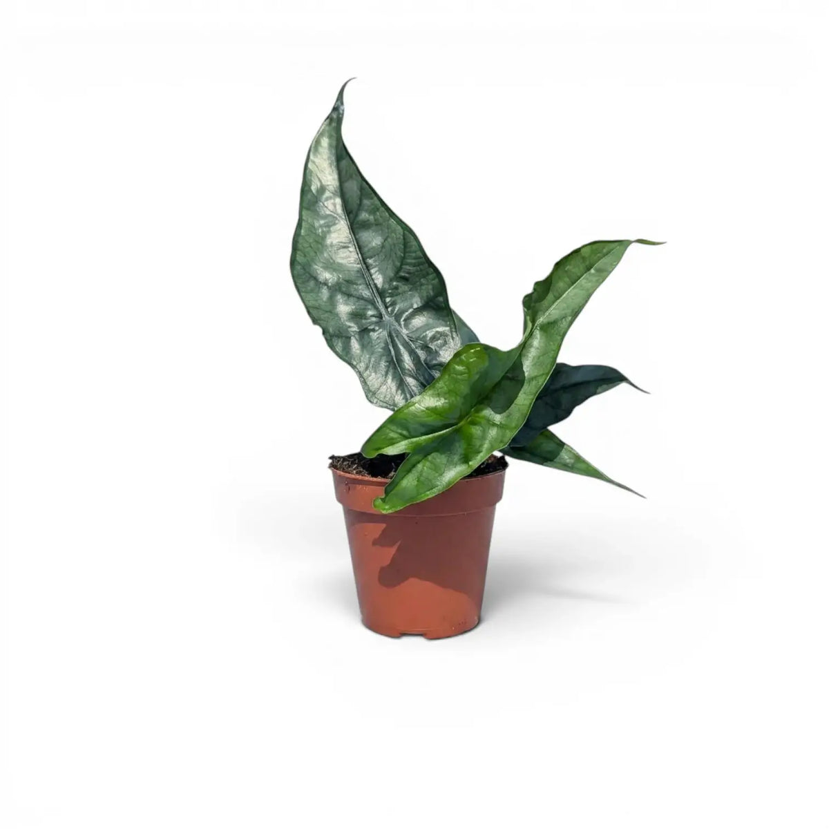 Jungpflanze von Alocasia Dragon's Breath im Topf mit silbrig-grünen Blättern vor weißem Hintergrund
