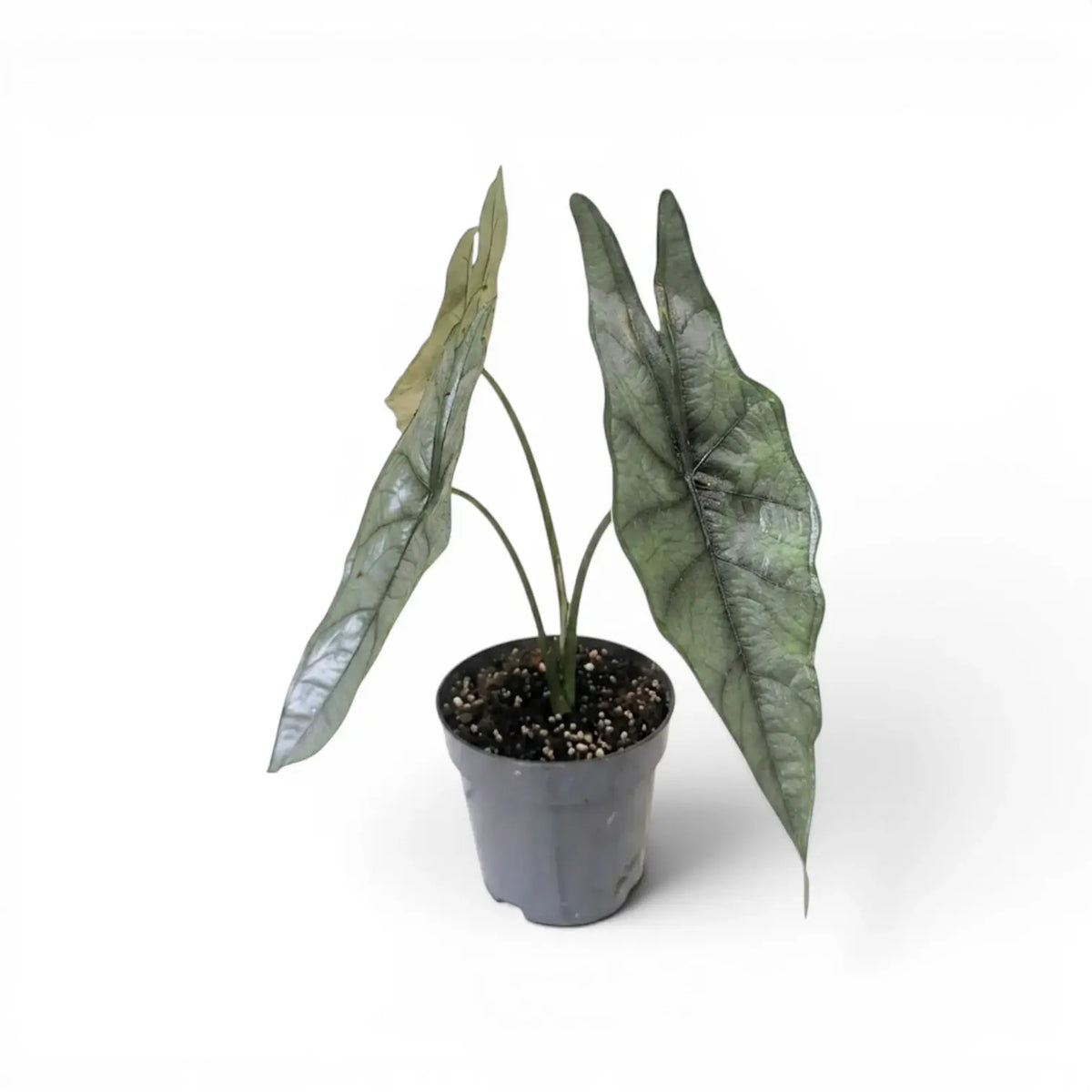 Alocasia Dragon's Breath im Topf mit länglichen, silbrig strukturierten Blättern vor weißem Hintergrund