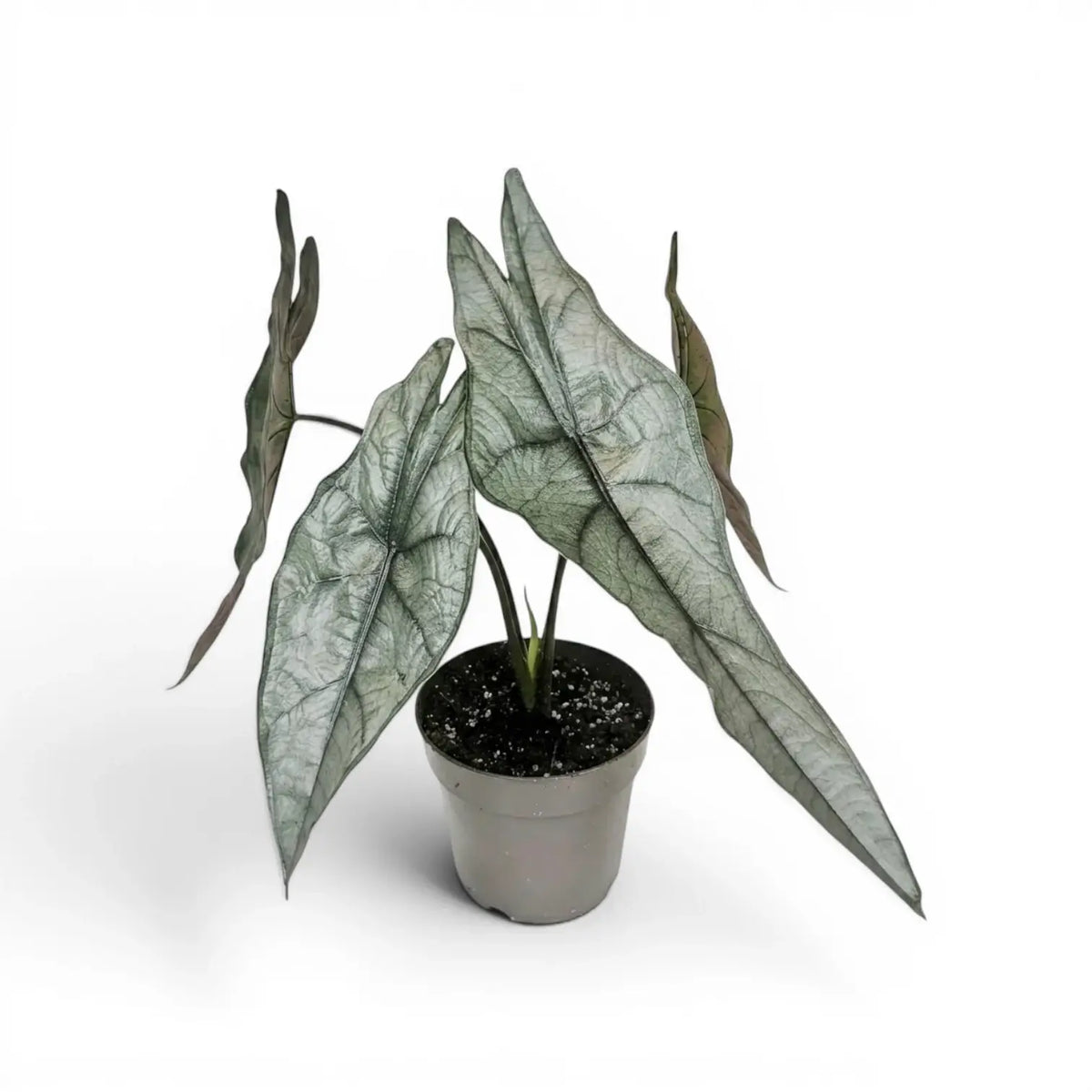 Alocasia Dragon's Breath im Topf mit länglichen, silbrig strukturierten Blättern vor weißem Hintergrund