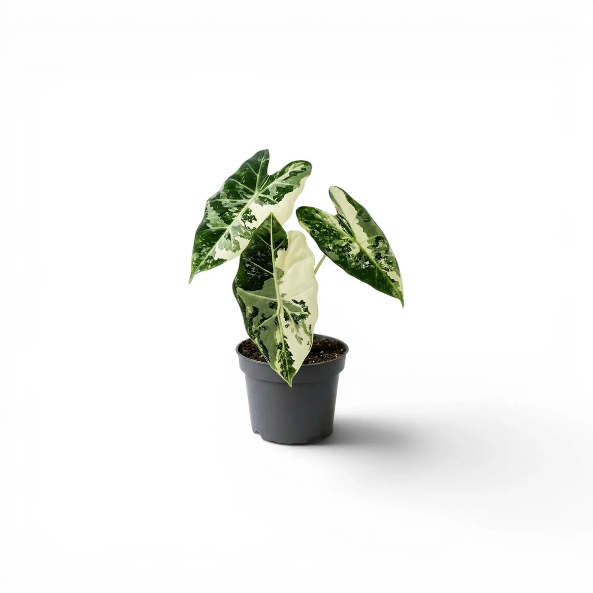 Alocasia Frydek Jungpflanze im Topf mit grün-weiß panaschierten Blättern auf weißem Hintergrund