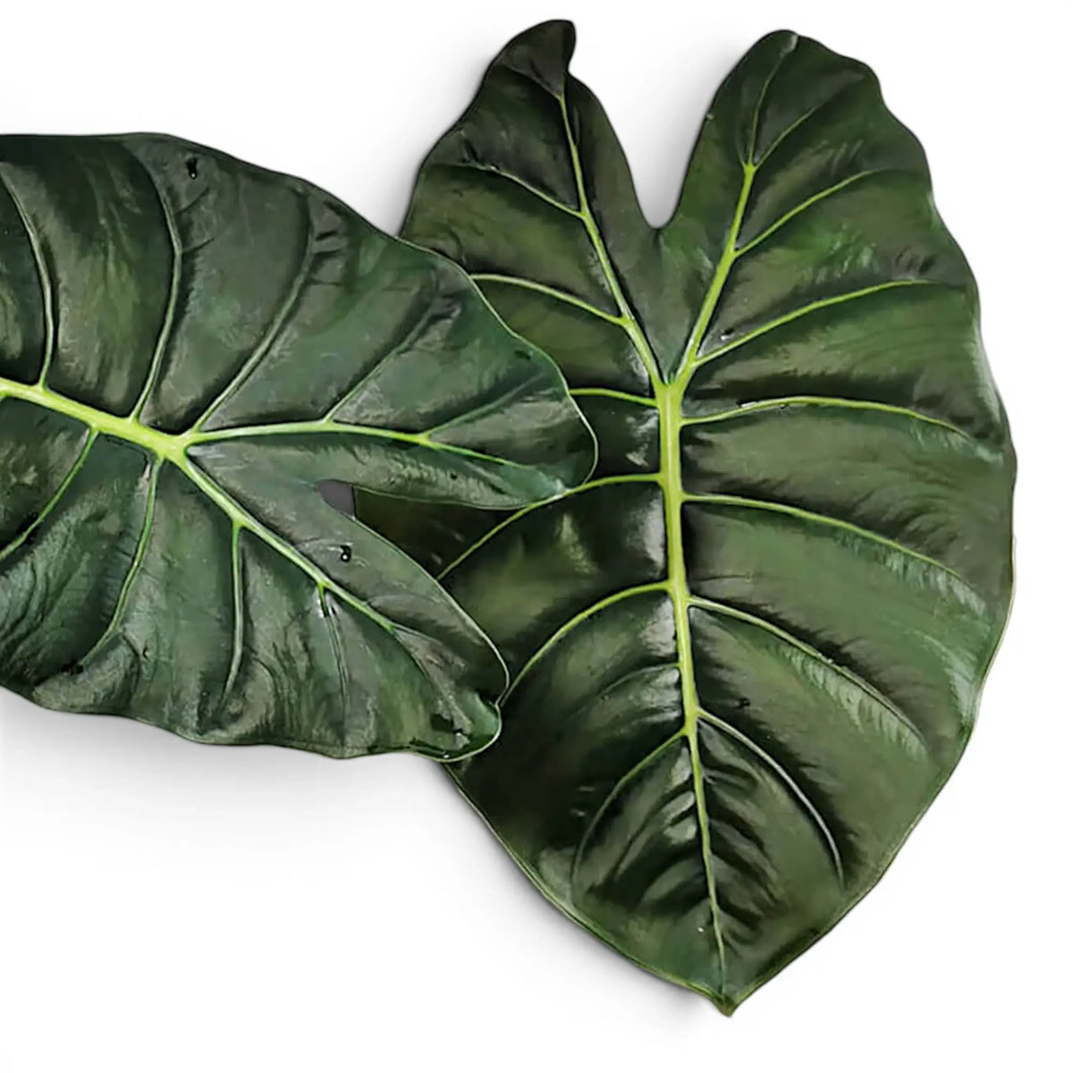 Close-up of two large green leaves of Alocasia Golden Bone on a white background