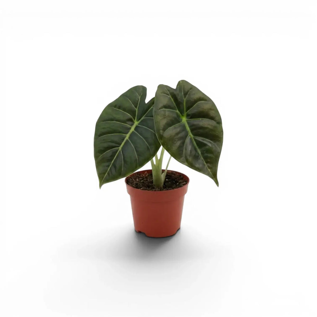 Potted Alocasia Golden Bone baby plant with very dark green leaves and lime veins on a white background