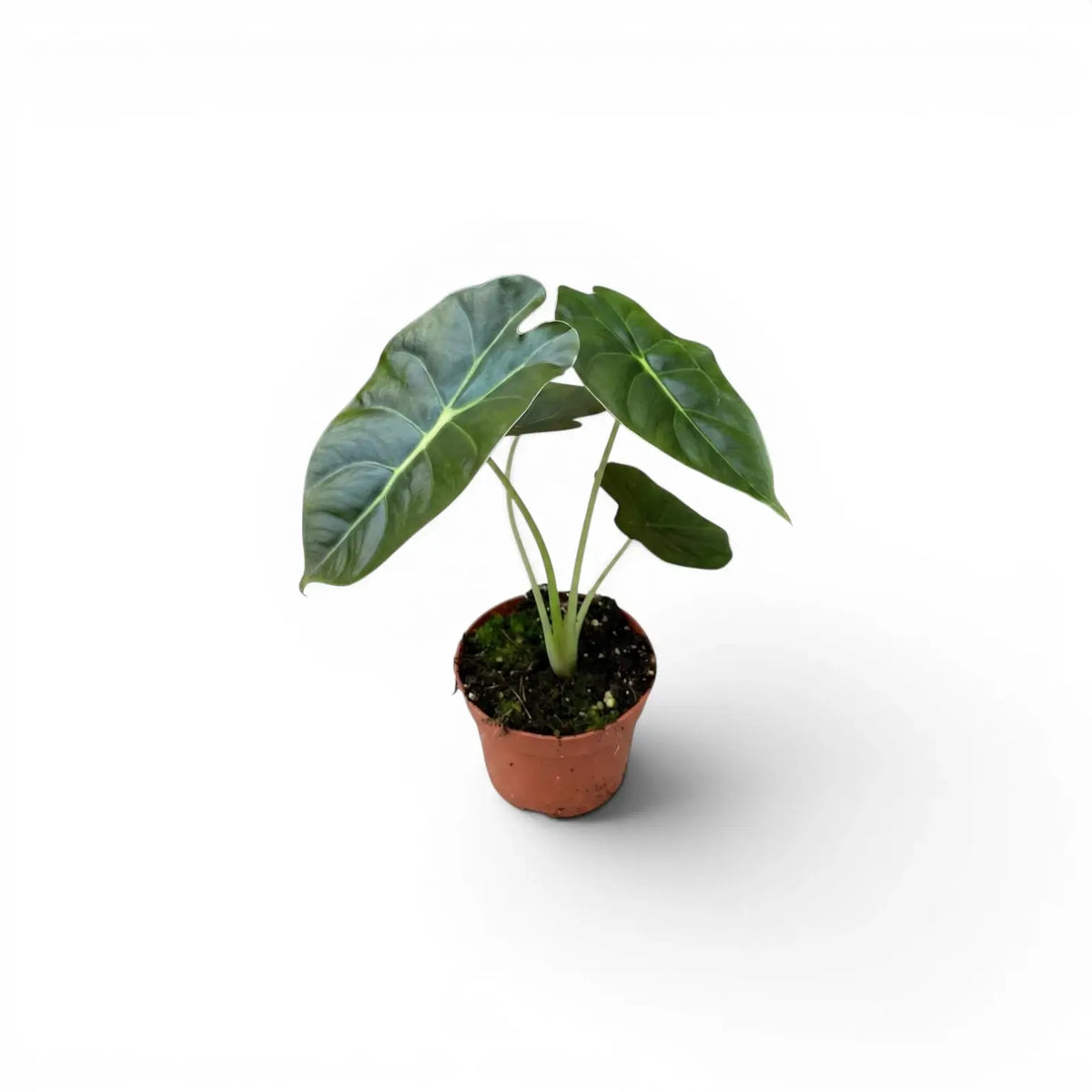 Potted Alocasia Golden Bone baby plant with very dark green leaves and lime veins on a white background