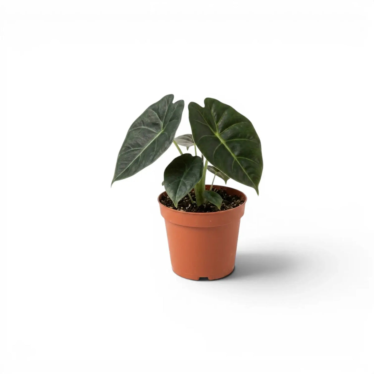 Potted Alocasia Golden Bone baby plant with very dark green leaves and lime veins on a white background